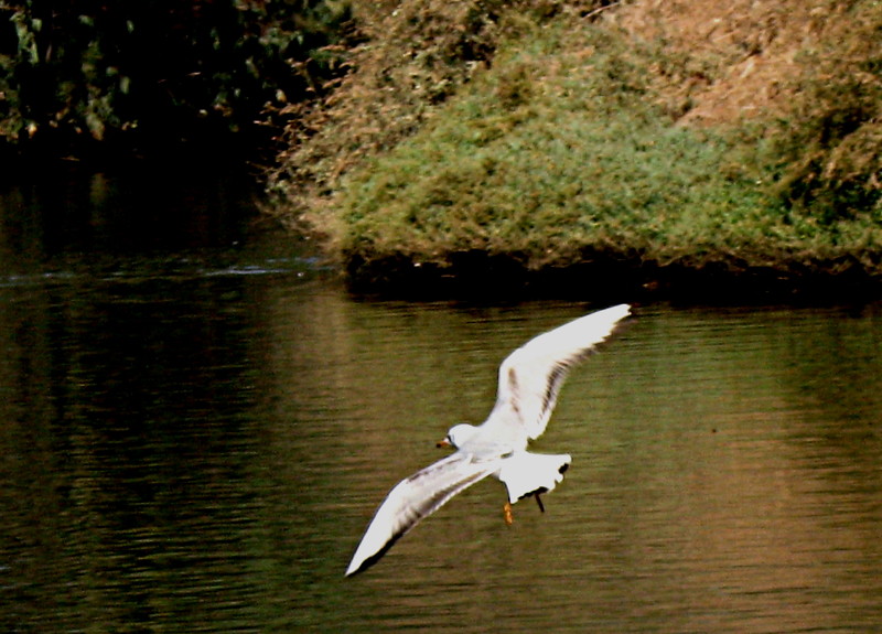 27-11-2010-seagull-at-d-lake2