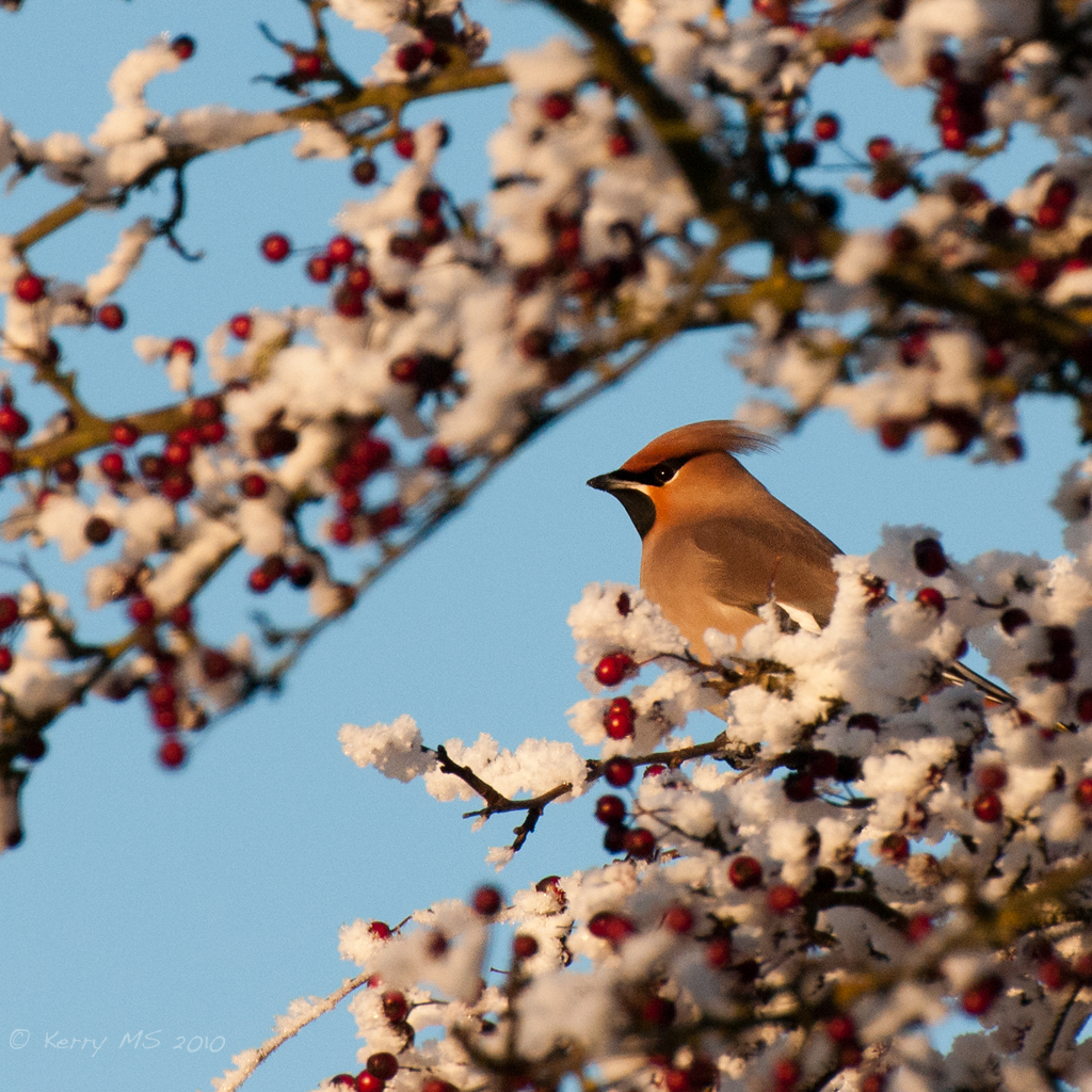 Snowy waxwing at sunset