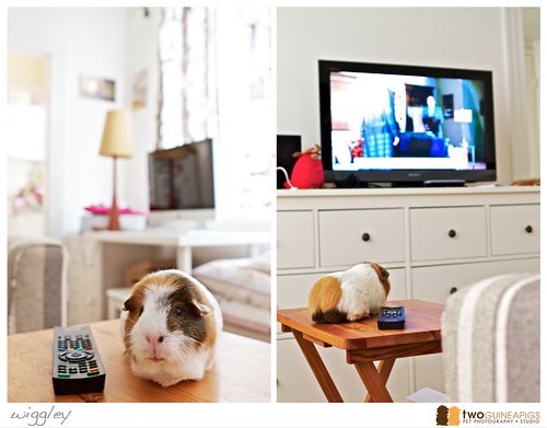 wiggley the guineapig watching television