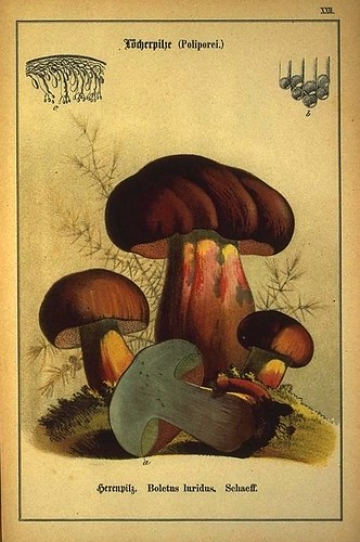 019-Allgemein verbreitete eßbare und schädliche Pilze 1876- Wilhelm von Ahles 