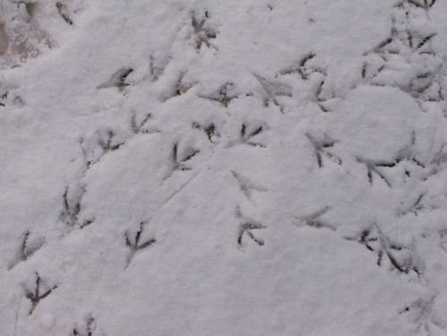 Bird foot prints in the snow