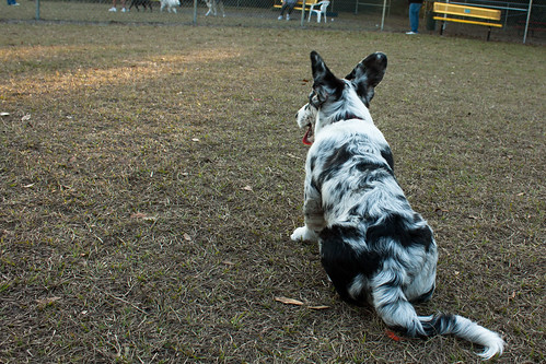 Corgi Visits the Dog Park
