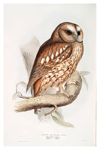 019-Buho de la madera- The birds of Europe Tomo I-1837- John Gould