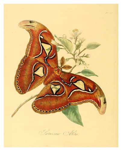 008-Saturnia Atlas-Natural history of the insects of China…1842- Edward Donovan
