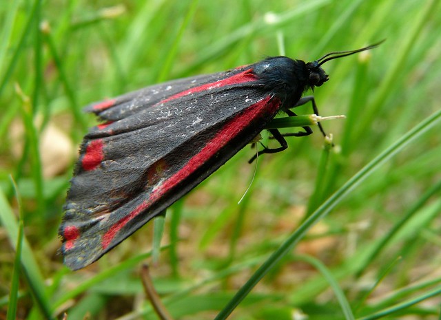 24336 - Cinnabar Moth, Pontarddulais