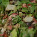 fragola salad