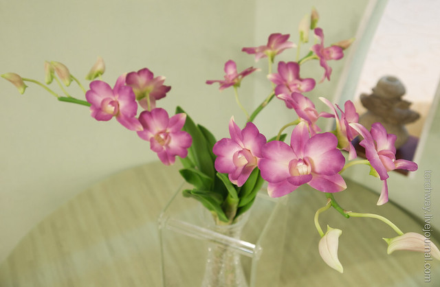 Орхидеи Dendrobium OrchidDendrobium-6.jpg