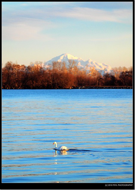 Mute Swan and Mt. Baker