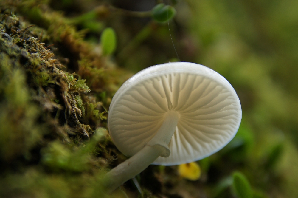 鵝公髻09-白蘑菇
