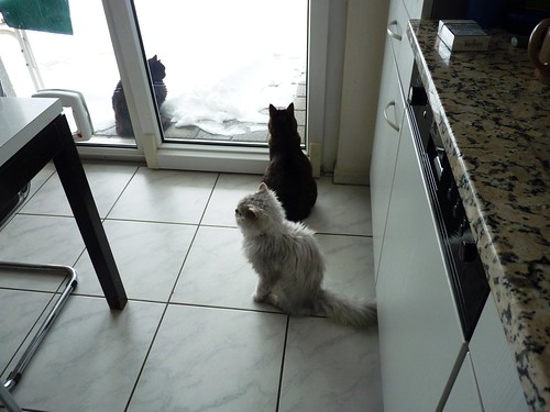 Nera, tabby and Fluffy snow watching