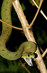 Great Lakes Viper (Atheris nitschei) (cowyeow) Tags: af