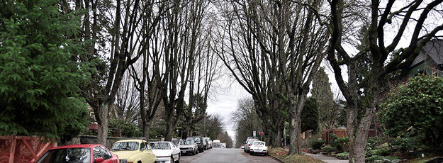 steet with trees