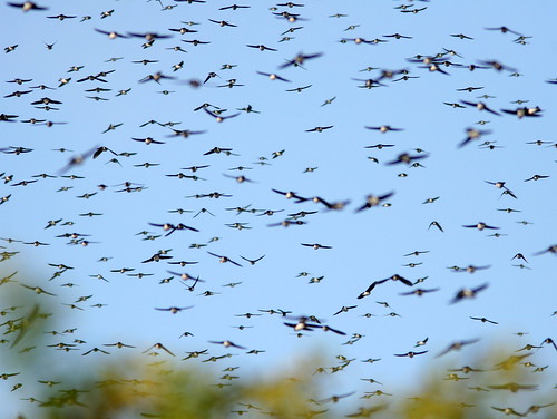 Tree Swallows 5-20101223