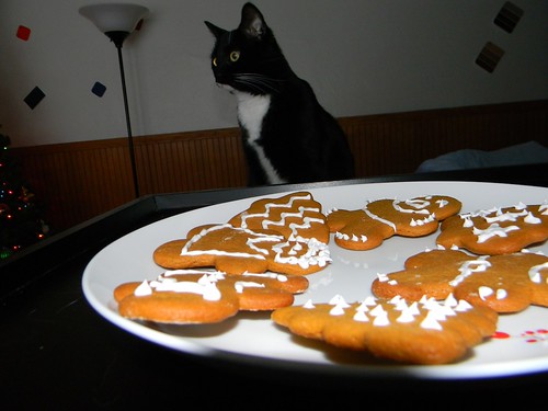 Cookie catte
