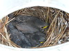 20101208a Baby birds