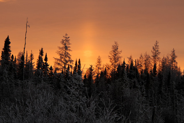 Twilight in the Boreal Forest