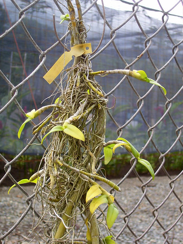 Orchid on fence