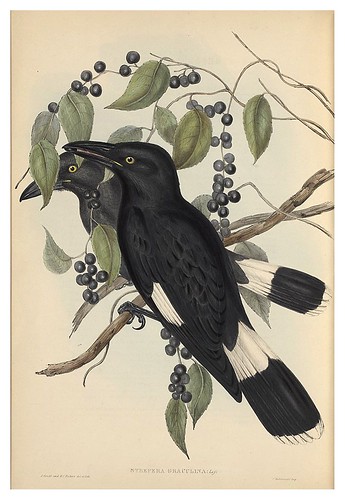 016-Strepera Draculina-The Birds of Australia  1848-John Gould- National Library of Australia Digital Collections