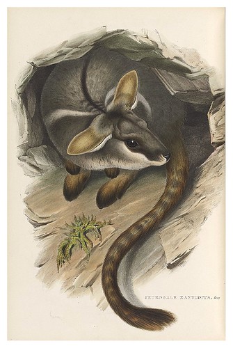 011-rock wallaby de patas amarillas-The mammals of Australia 1863-John Gould- National Library of Australia Digital Collections