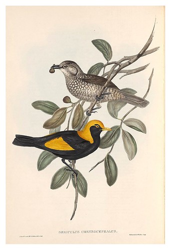 025- Pajaro regente-The Birds of Australia  1848-John Gould- National Library of Australia Digital Collections