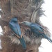 birds in Umtata