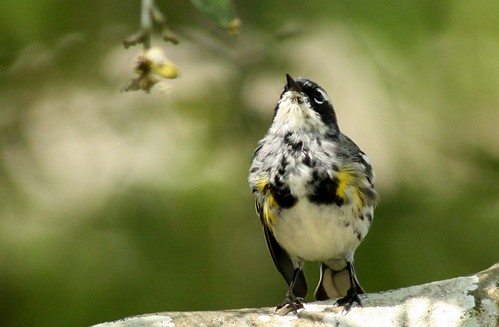 Yellow-rumped Warbler - 4/16/2010