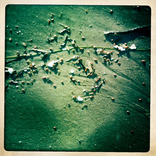 ladybugs in the sand