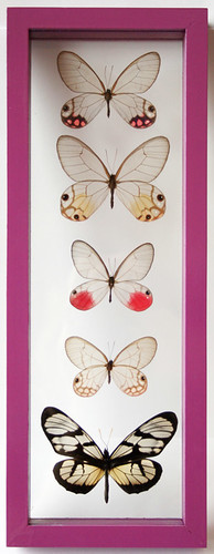 Glasswing Butterfly Art Set with 5 Framed Butterflies in Purple