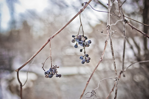 28:365 Winter berries