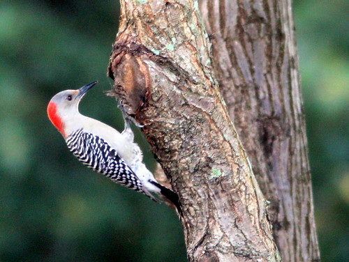 Red-bellied Woodpecker 20110121