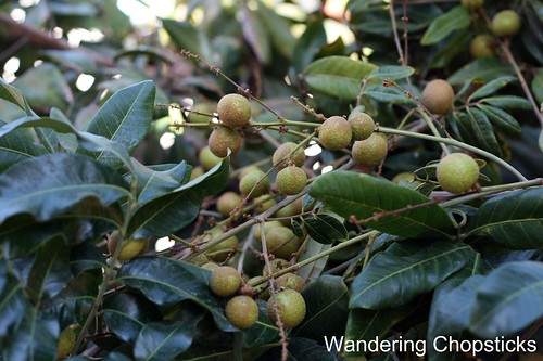 11.13 Longan Blossoms & Fruit 6