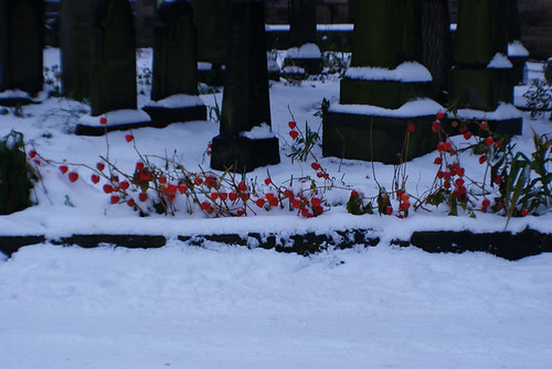 Red flowers, graveyard
