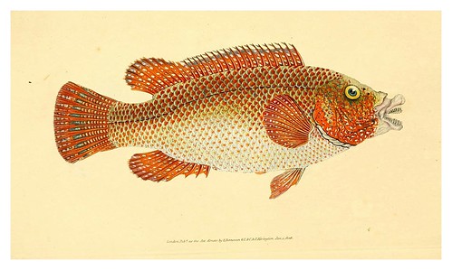 013-The natural history of British fishes 1802-Edward Donovan