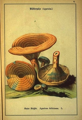 013-Allgemein verbreitete eßbare und schädliche Pilze 1876- Wilhelm von Ahles 