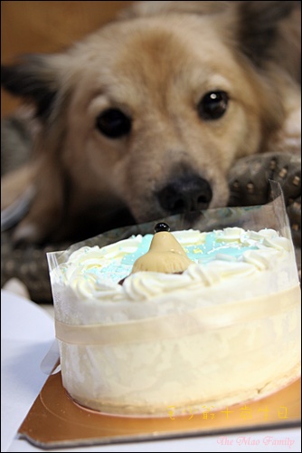 Furry's Birthday Cake