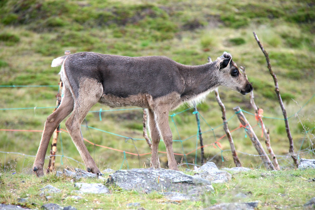 IMG_4854 reindeer