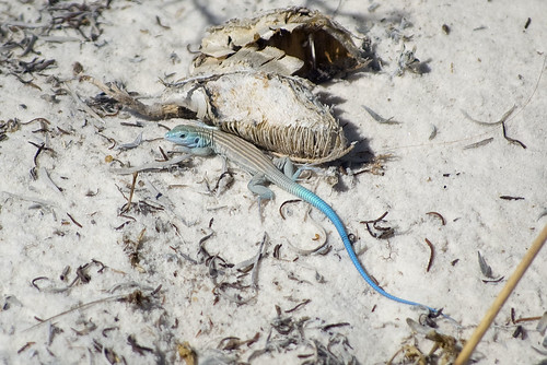Little Striped Whiptail of White Sands