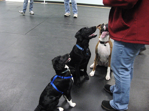 Darwin Socializing at Puppy Play Time03