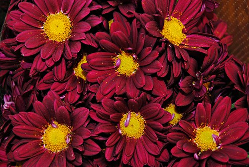 フリー写真素材|花・植物|赤色の花|