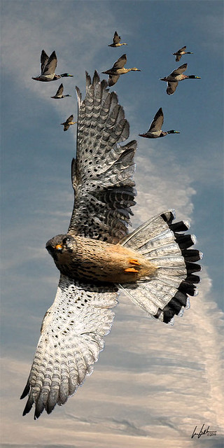 Peregrin falcon (Falco peregrinus) aka duck hawk by Dan Small Outdoors