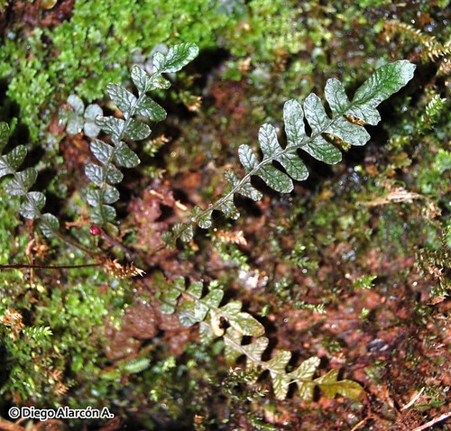 <br><br>Detalle de un ejemplar de <i>Blechnum corralense</i> creciendo en una caverna rocosa y sombra entre un bosque siempreverde valdiviano en la Cordillera de la Costa de Valdivia, Regin de Los Ros.