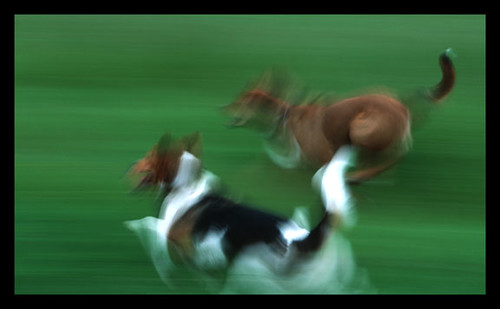 dogs-run