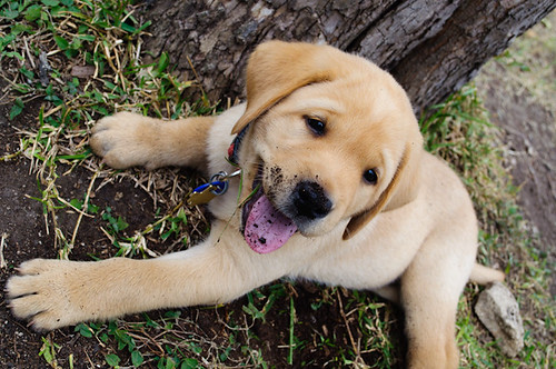 a puppy laying in front of a tree with dirt all over his face and tongue