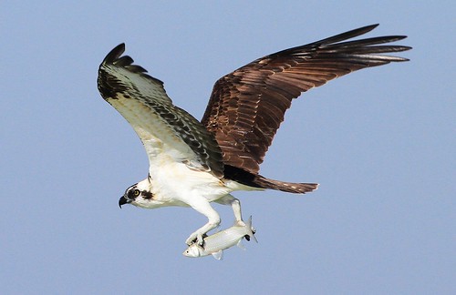 Osprey with Fish by toryjk