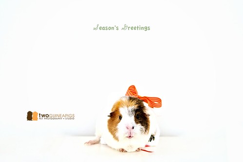 twoguineapigs pet photography season's greetings wiggley the guinea pig