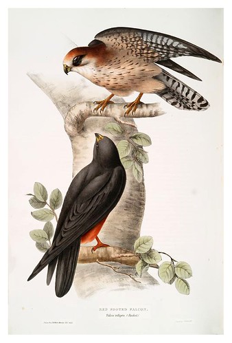009-Halcon de patas rojas- The birds of Europe Tomo I-1837- John Gould