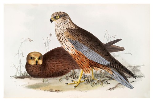 013-Aguilucho del pantano- The birds of Europe Tomo I-1837- John Gould