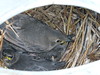 20101213a Baby birds