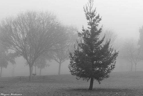 280/365 - Morning Fog