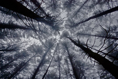  フリー写真素材, 自然・風景, 森林, 樹木, 霧・霞, モノクロ写真,  